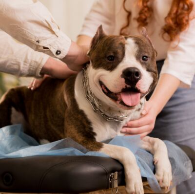 Reiki for your pet