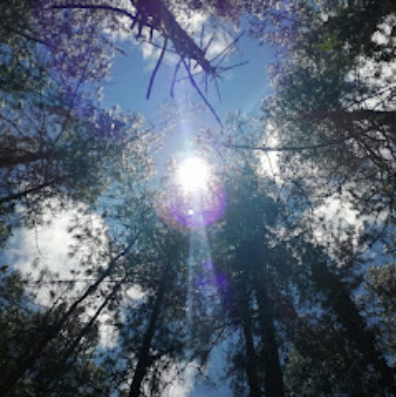 Sun filtering through the pines of Santa Elena