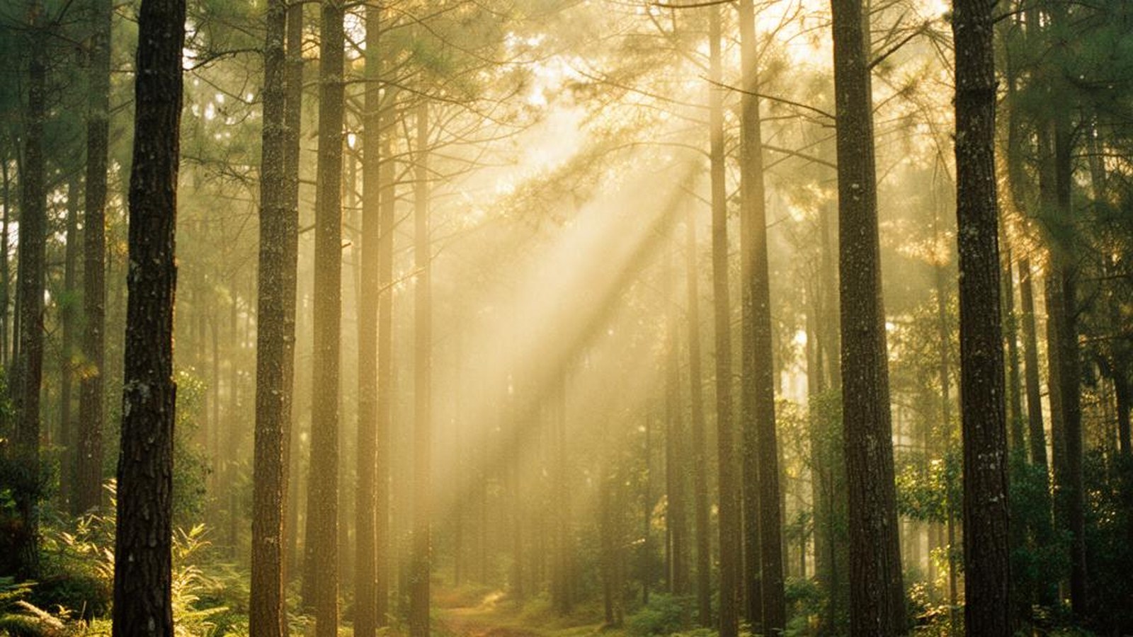 Encounter with Nature and your Christ Self